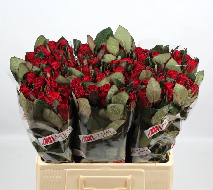 <h4>R GR RED TACAZZI+</h4>