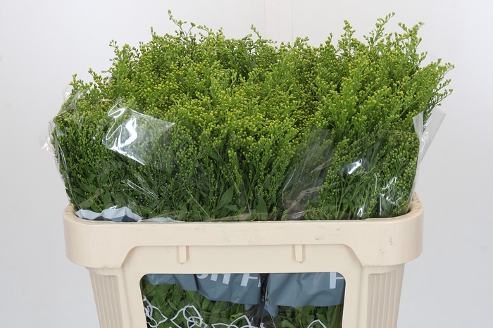 <h4>Solidago Golden Glory</h4>