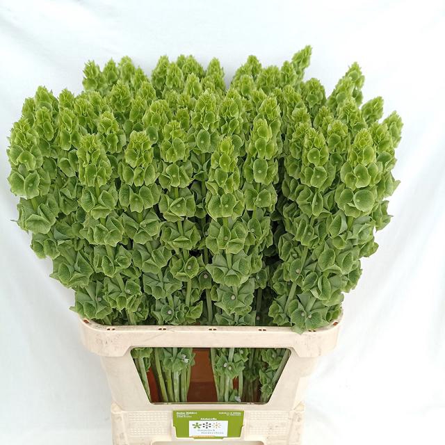 <h4>Moluccella green</h4>