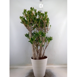 Crassula ovata 'Gollum'
