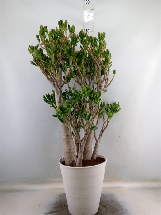 <h4>Crassula ovata 'Gollum'</h4>