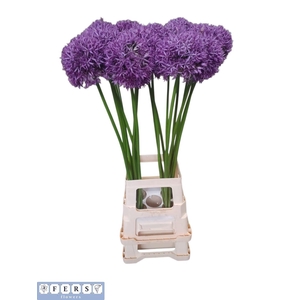 ALLIUM GLOBEMASTER