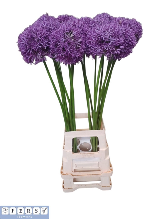 <h4>ALLIUM GLOBEMASTER</h4>