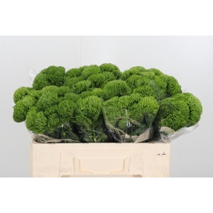 Dianthus Barbatus Overig