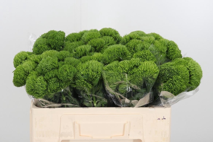 <h4>Dianthus Barbatus Overig</h4>