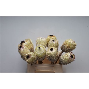 Protea Barb Snow Queen No Leaves