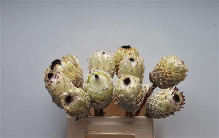 <h4>Protea Barb Snow Queen No Leaves</h4>