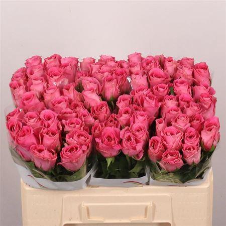 <h4>R Gr Watergame</h4>