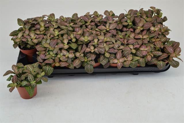 <h4>Fittonia  'Mosaic Mistral'</h4>
