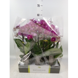 Phalaenopsis multi.   ...lilac