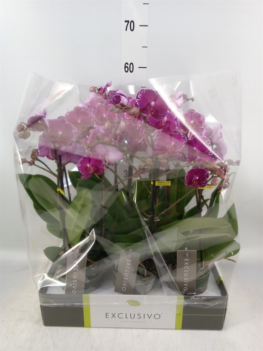 <h4>Phalaenopsis multi.   ...lilac</h4>