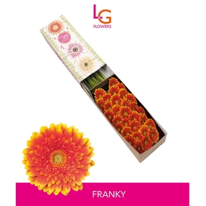 Ge Mi Franky - Fust 614
