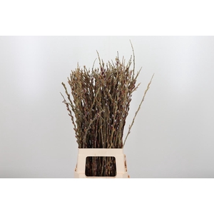 Salix G Pink Cushion