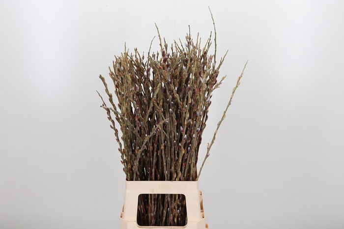 <h4>Salix G Pink Cushion</h4>