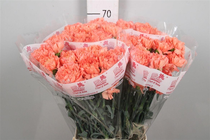 <h4>Di St Megan</h4>