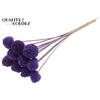 Atta Fruit on stem Intense Purple