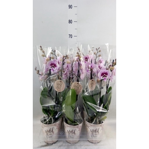 Phalaenopsis   ...