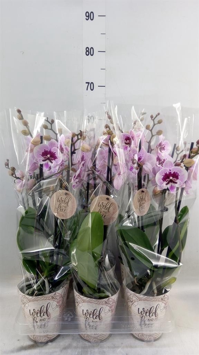 <h4>Phalaenopsis   ...</h4>