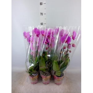 Phalaenopsis  'Elegant Cascade'