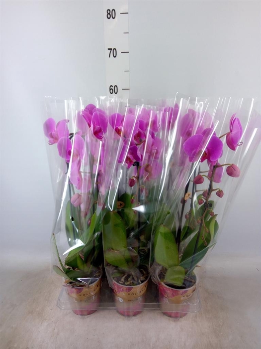 <h4>Phalaenopsis  'Elegant Cascade'</h4>