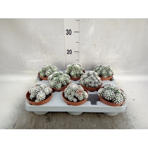 Mammillaria gracilis