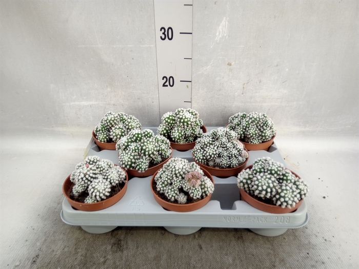 <h4>Mammillaria gracilis</h4>