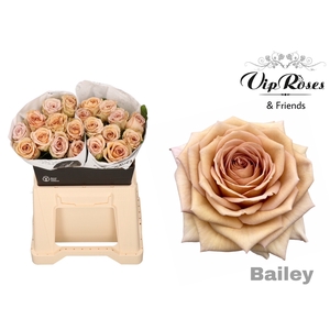 R Gr Bailey! X20