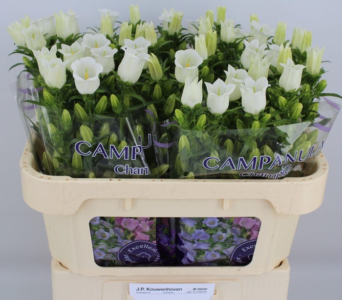 <h4>Campanula M Champion White</h4>