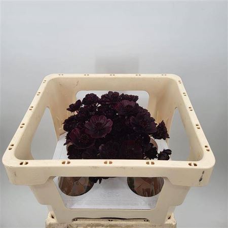 <h4>Cosmos Black Beauty</h4>