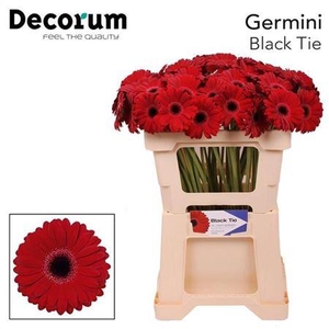 Ge Mi Black Tie 07 CM,AQUA,(NL),(20)