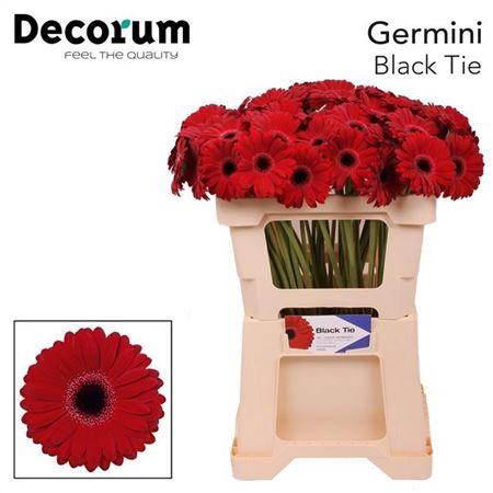 <h4>Ge Mi Black Tie 07 CM,AQUA,(NL),(20)</h4>