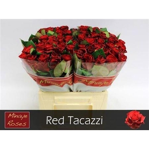 R Gr Red Tacazzi+