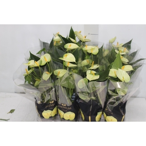 ANTHURIUM VANILLA P09 PREMIUM