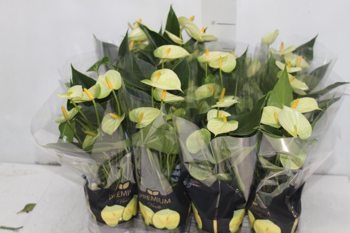 <h4>ANTHURIUM VANILLA P09 PREMIUM</h4>