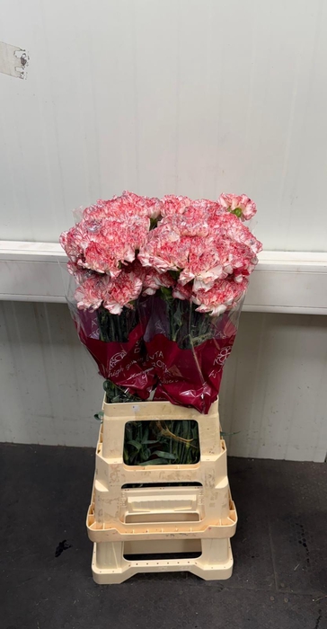 <h4>DI ST OV KLB H%</h4>