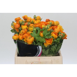 Ranunculus Charm Orange
