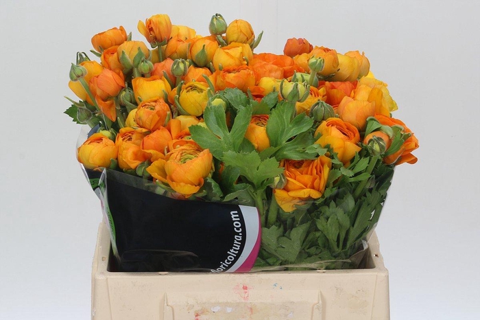 <h4>Ranunculus Charm Orange</h4>