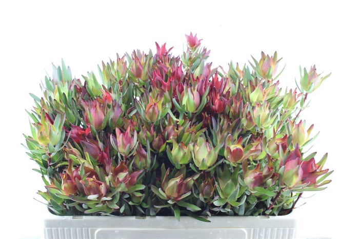 Leucad Sal Blush Xxl