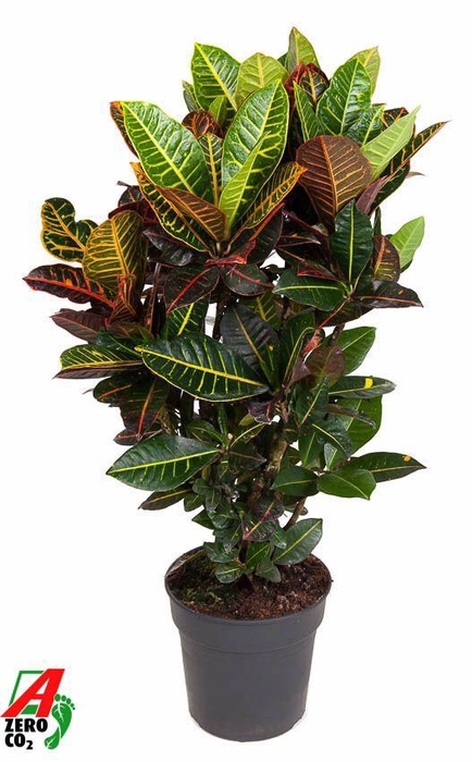 <h4>Codiaeum Petra vertakt P27</h4>