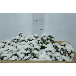 ASTER MARIANA 050 CM