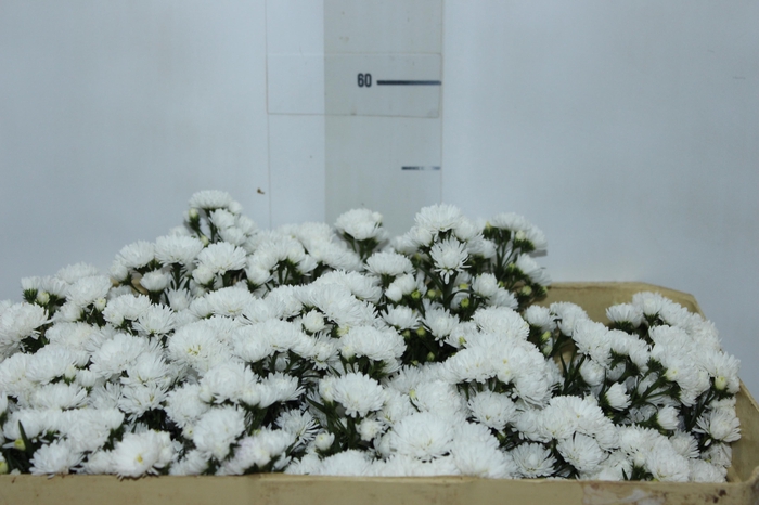<h4>ASTER MARIANA 050 CM</h4>