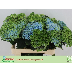 Hydrangea mag revolution