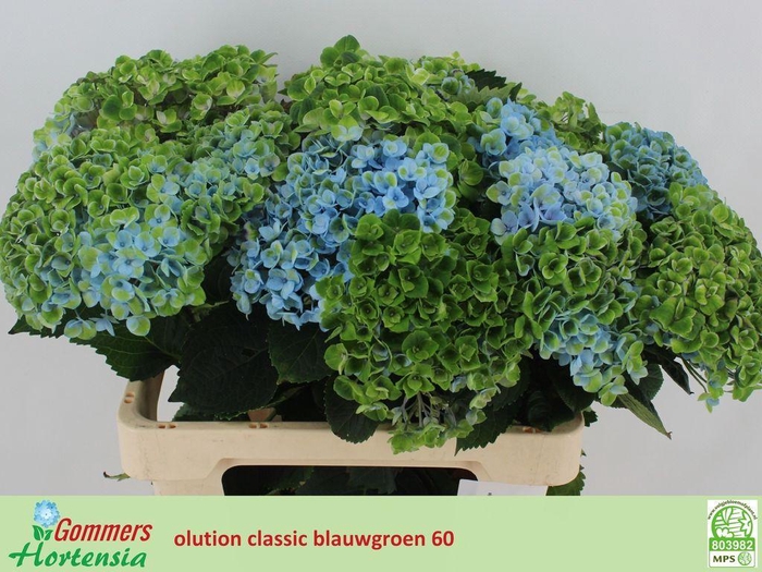 <h4>Hydrangea mag revolution</h4>