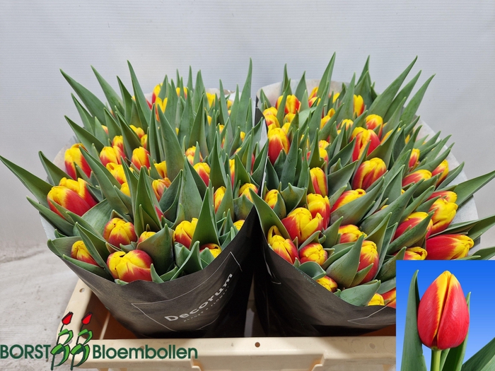 <h4>TU EN READY</h4>