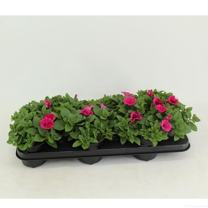 Petunia  'Potunia Piccola Hot Pink'