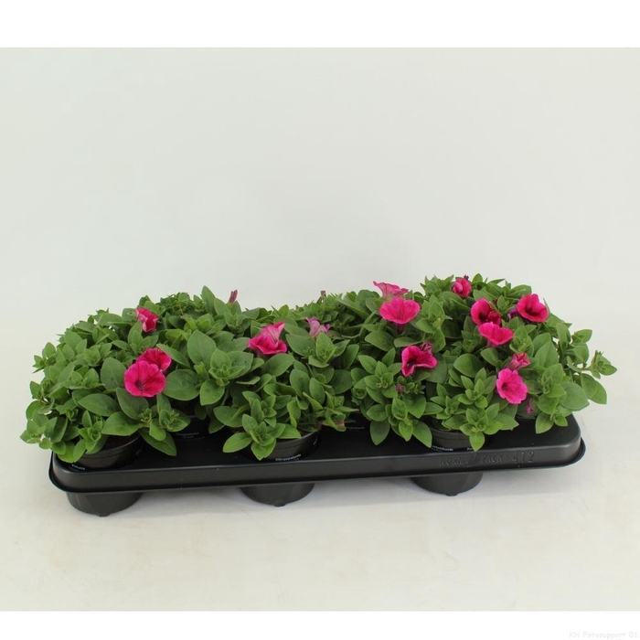 <h4>Petunia  'Potunia Piccola Hot Pink'</h4>
