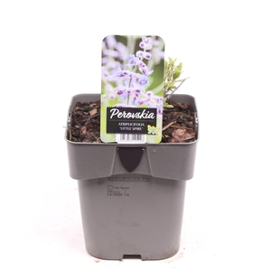 Perovskia atriplicifolia 'Little Spire'®