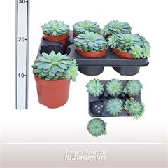 <h4>Echeveria Zonnestraal</h4>