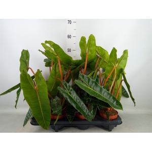 Philodendron billietiae