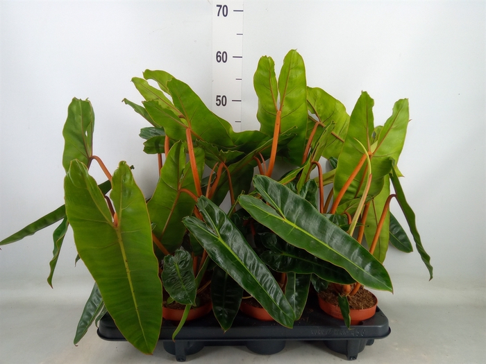 <h4>Philodendron billietiae</h4>